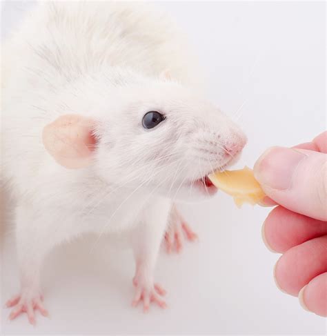 Your Rat Food Guide - Best Rat Food Brands & How To Feed Them