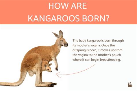 Kangaroo Gestation Period