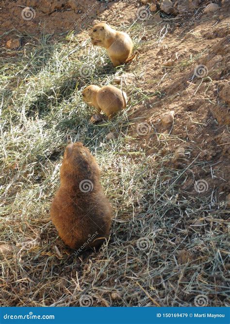 Family of Wild Rodents in Search of Food Stock Image - Image of children, food: 150169479