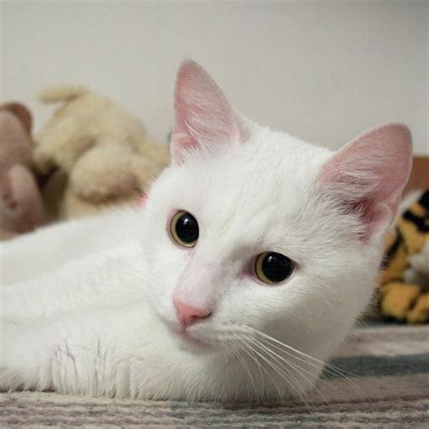 Is My Cat Albino