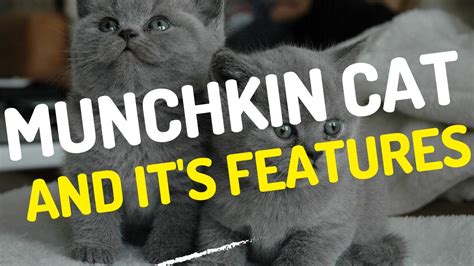 MUNCHKIN CATS: THE ADORABLE AND UNIQUE BREED / Munchkin Cat Personality / Munchkin Cat ...