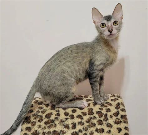 The Hefty Price of Those Internet-Viral "Werewolf" Lykoi Cats