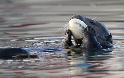 Sea Otter Eating Clam