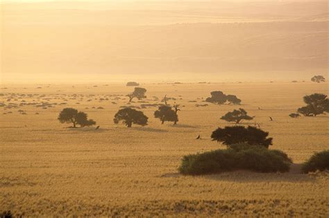 Savanna - Grassland, Climate, Animals | Britannica