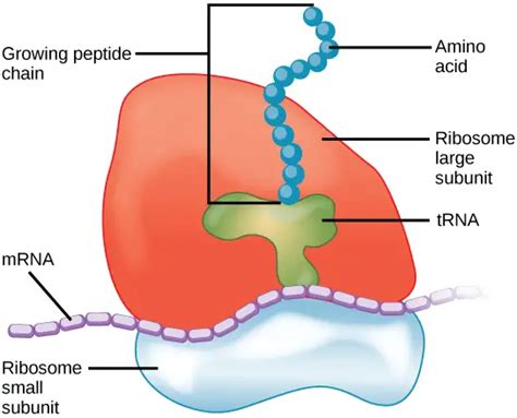 Labelled Diagram Of Ribosomes