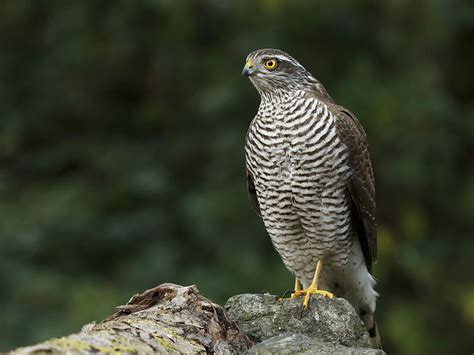 Sparrowhawk Bird Facts (Accipiter nisus) | Bird Fact