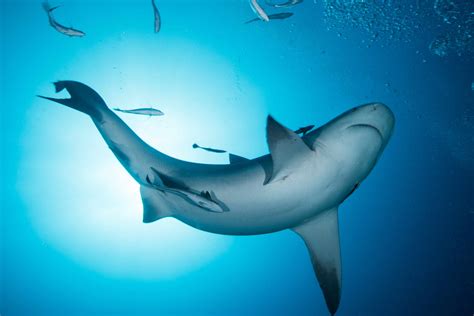 8 Incredible Facts About Bull Sharks