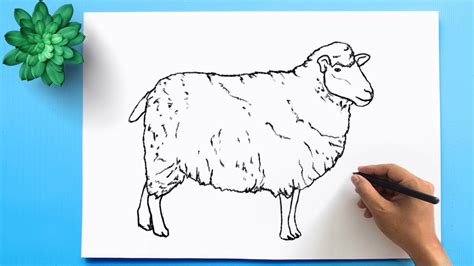 How to Draw a Sheep Easy Step by Step 🐑 - YouTube