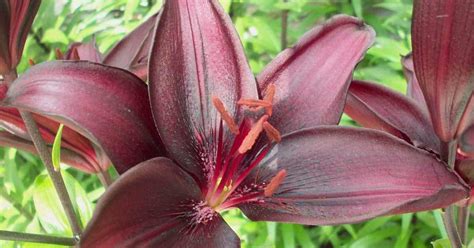 Asiatic Lily Care: How To Grow Asiatic Lilies [UPDATED]