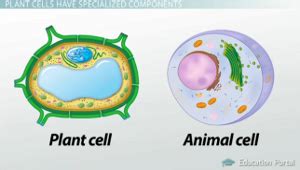 Vacuole In Animal Cell And Plant Cell