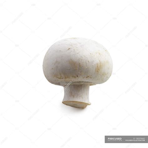 Close-up view of mushroom on white background. — eating, isolated - Stock Photo | #180576682