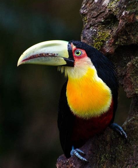 アオハシヒムネオオハシ Green-billed Toucan, Red-breasted Toucan (Ramphastos dicolorus, Ramphastos ...