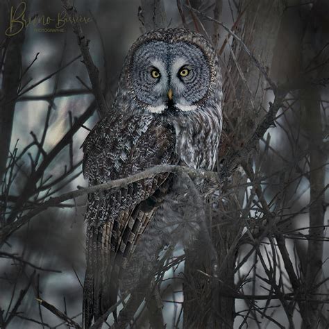 Great Grey Owl in your eyes Photograph by Bruno Barriere - Pixels