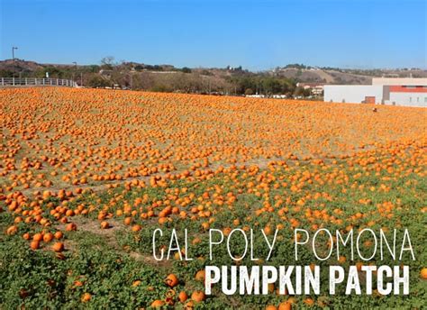 Cal Poly Pomona Pumpkin Festival 2014 - Popsicle Blog