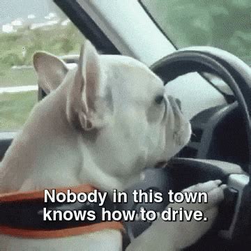 Dog-driver GIFs - Get the best GIF on GIPHY