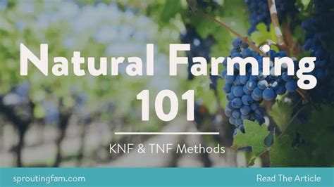 Natural Farming 101: How To Get Started With KNF