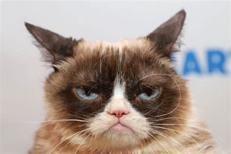 RIP Grumpy Cat: The meme and internet phenomenon is dead