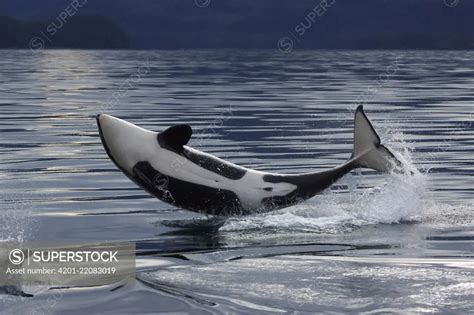 Orca (Orcinus orca) calf breaching, Prince William Sound, Alaska - SuperStock