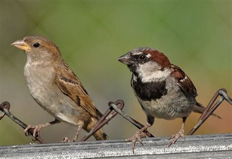 Male and Female House Sparrow | House sparrow, Female house sparrow, Female sparrow