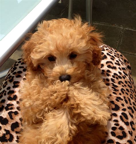 Apricot Toy a Poodle Puppy - Ellie at 12 weeks old | Toy poodle, Poodle puppy, Cute cats and dogs