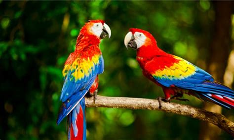 12 Most Beautiful Colorful Birds Of The World