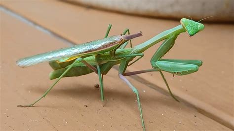 This is what happens to male praying mantis after mating. : r ...