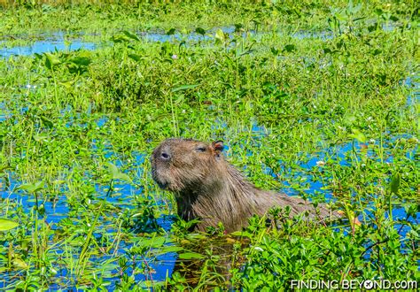 Our Ibera Wetlands Argentina Wildlife Adventure | Finding Beyond