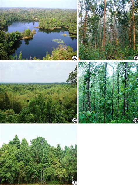 Different forest types in Trishna Wildlife Sanctuary: A) Schima... | Download Scientific Diagram