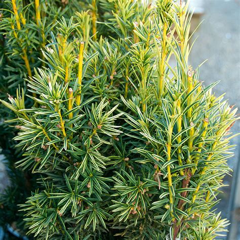 Taxus baccata 'Fastigiata Aurea'