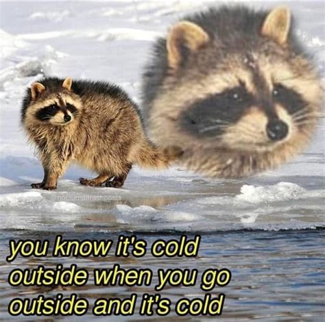 You know it’s cold out side when you go outside and it’s cold : r/RaccoonMemes