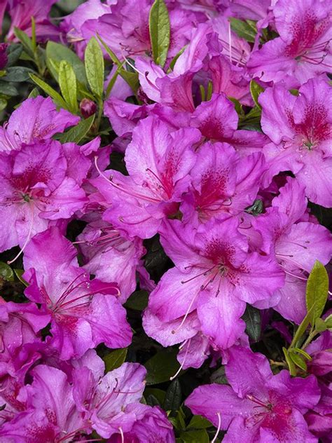 Azalea Care Guide: How to plant, grow, and care for azaleas