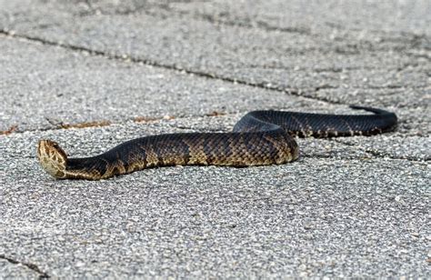 Symptoms and Treatment of a Cottonmouth Bite