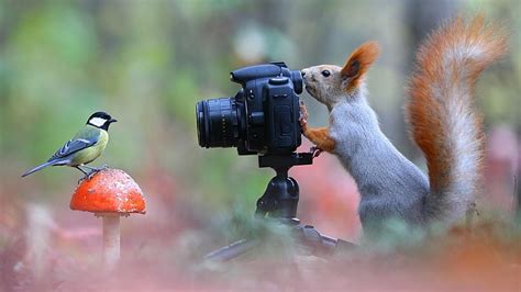 HD wallpaper: funny, squirrel, bird, photo, mushroom, animals | Wallpaper Flare