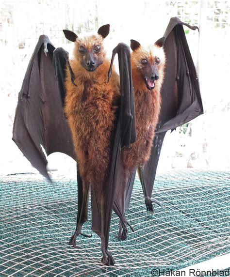 Flying Fox Size Comparison