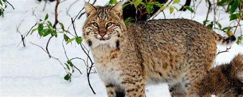 Bobcat hunting regulations | Mass.gov