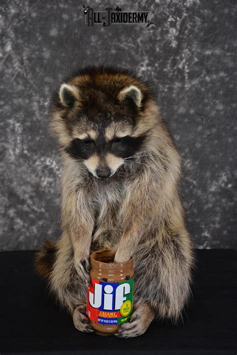 Raccoon holding peanut butter jar Novelty Taxidermy Mount for sale SKU 1488 | All Taxidermy