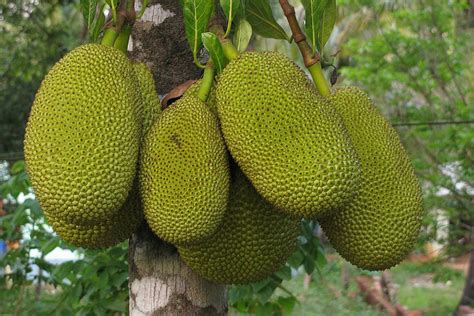 Jackfruit Facts, Health Benefits and Nutritional Value