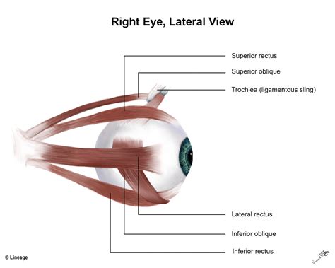 Muscles of Eye - Ophthalmology - Medbullets Step 2/3