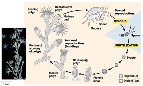 On Earth, Inside Us: Jelly Fish Life Cycle (Metagenesis)