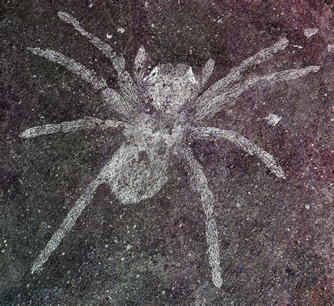 Ancient spider fossils with reflective eyes | Earth | EarthSky