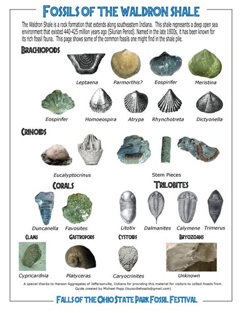 Dinosaur Fossil Identification Chart