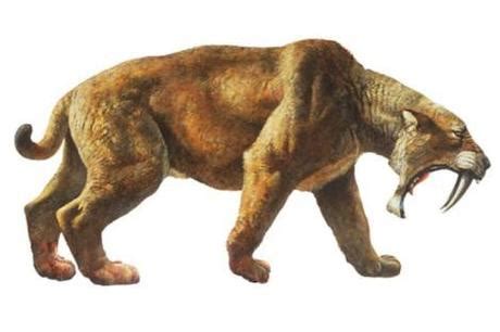 New Sabertooth Tiger Fossil Found - Paperblog