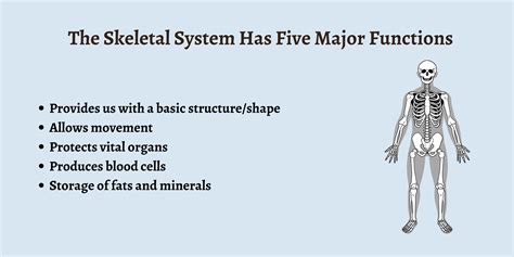 What Are The Functions Of The Skeletal System?