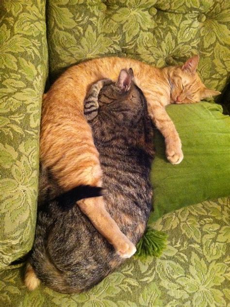 Cats,two cats,cute cats,cats sleeping together,cats resting - free image from needpix.com