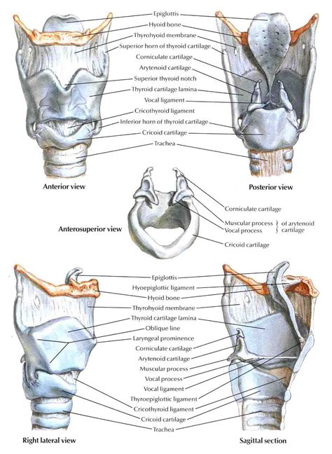 Human Larynx Model Labeled