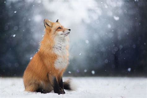 20 photos de Freya, un renard malicieux et magnifique devenu complice avec sa photographe ...