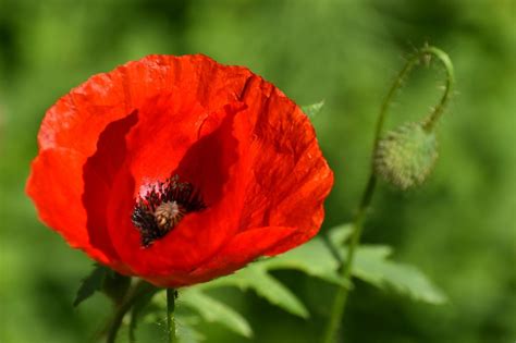 Poppy Flower Plant Red - Free photo on Pixabay - Pixabay