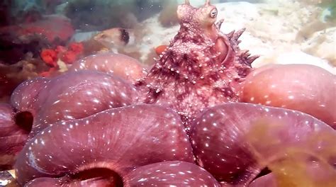 Hunting or Angry? Scientists Can't Agree on Odd Octopus Behavior | Live Science