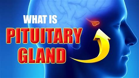 What is Pituitary Gland (Hypophysis) - Anatomy and Function - YouTube