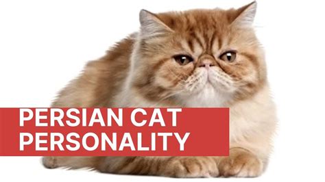 Best 10 Persian Cat Personality Facts - Zoological World